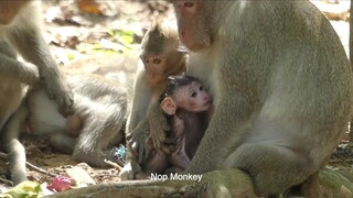 Update Jane : Wonderful Mom Very Careful Newborn Baby Monkey No One Can Play With But Only Janet can