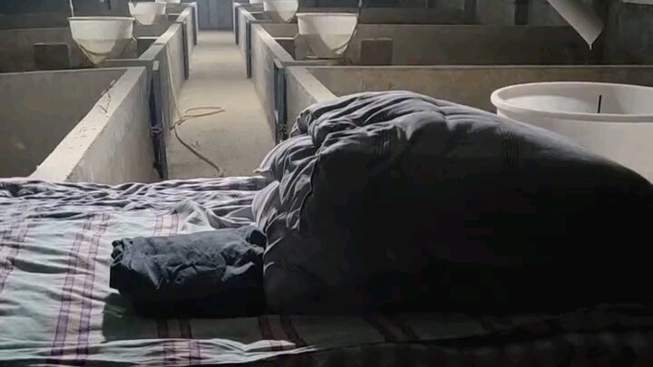 Son returns home from school, and Mom is setting up bedding in the pigpen. She says, “I’ve prepared 