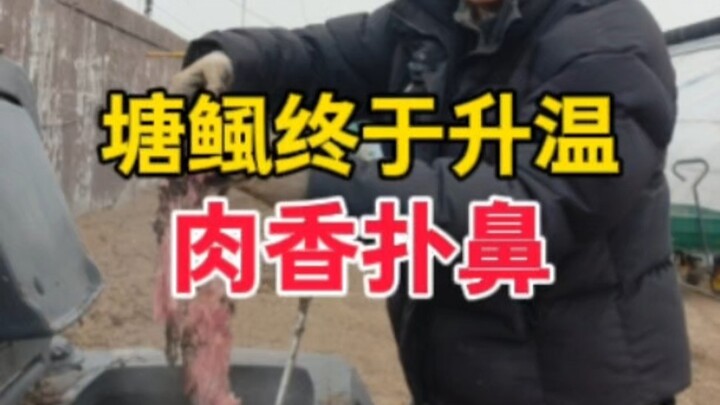 It finally heated up—this compost pile smells wonderfully meaty!