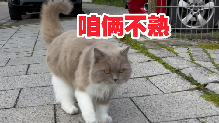 How to sneak a neighbor’s cat away…