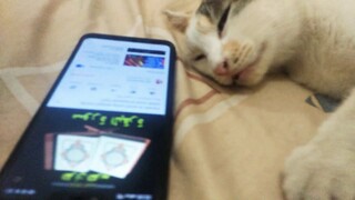 Kucing  Dengerin Alquran