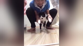Máy bay này lạ😄 mèo cute foryou
