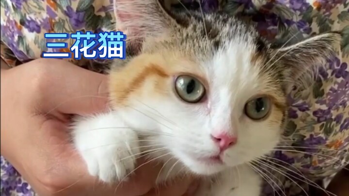 Isn’t a calico cat worth three thousand yuan?