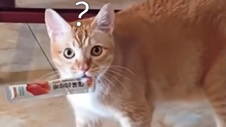 Cat: No way, you’re home?