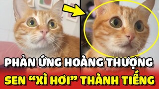 Phản ứng của 2 Hoàng Thượng khi thấy Sen "XÌ HƠI" THÀNH TIẾNG 😂 | Yêu Lu