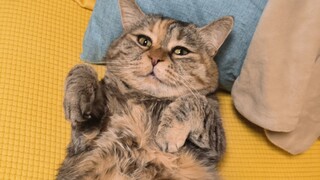 Cepat lihat bagaimana si kucing kecil menginjak-injak ibunya!