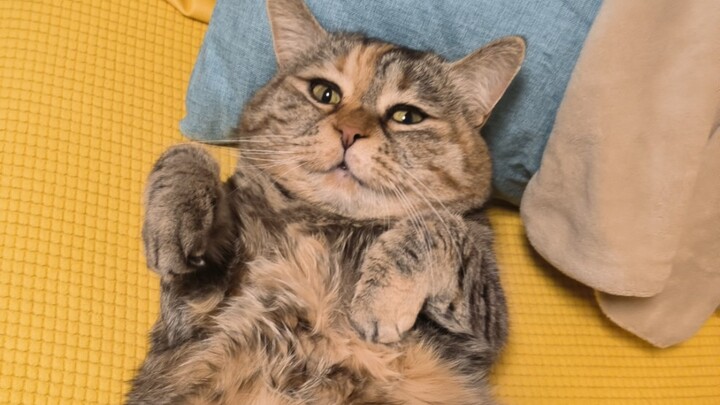 快来看小猫猫是怎么踩扁它麻麻的