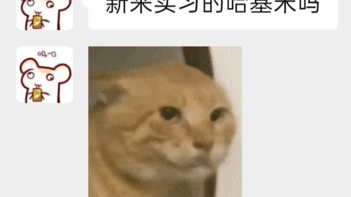 ทันทีที่อาจารย์ที่ปรึกษาการฝึกงานของฉันปรากฏตัว ก็ส่งอีโมจิชุดนี้มาให้ฉันเลย...