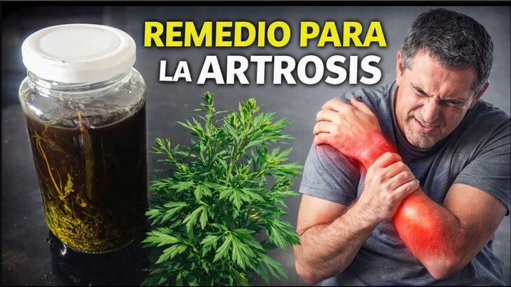 Remedio casero para la artrosis y dolores articulares _ Artemisa y alcanfor
