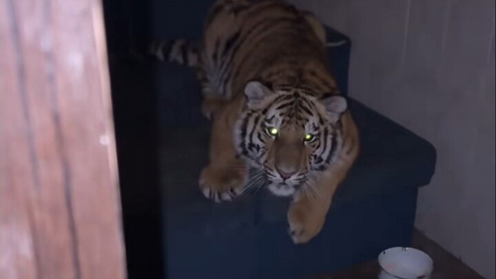 “Teman ngajakin ke rumahnya buat ngasih makan kucing”