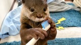 【Animal Circle】Otters' reaction to electric toothbrush【Kotaro & Hana】