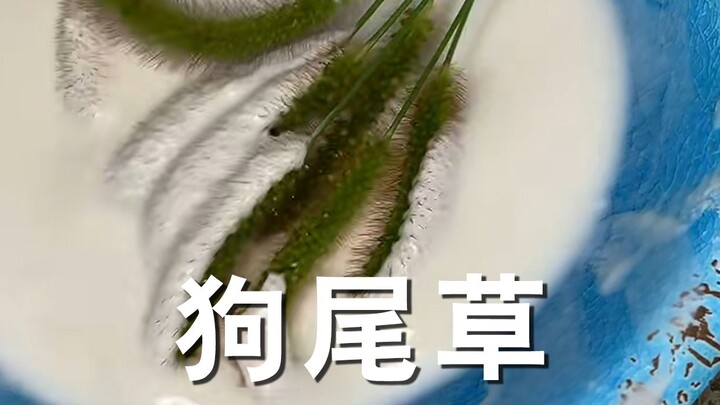 Foxtail grass, also known as “light grass,” is the ancestor of millet and a cherished memory from ou