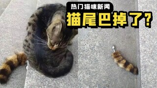 《关于我妈把那个当逗猫棒捡回家这件事》