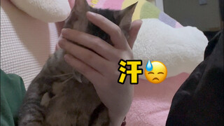 If you lack a sense of security, consider adopting a tabby cat—it’ll stand guard and stay extra aler