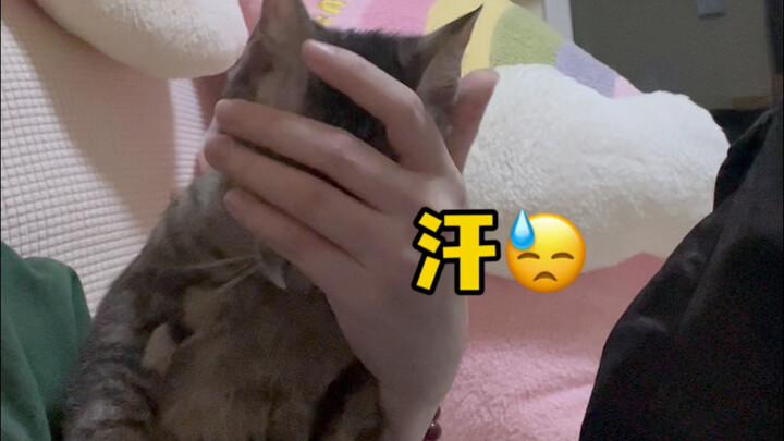 Kalau kamu gak punya rasa aman, coba pelihara kucing macan tutul! Dia bakal jadi penjaga yang super 