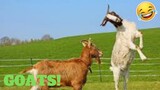 💥Funniest Goats Fails Weekly LOL😅😜 of March| Funny Animal Videos💥👌