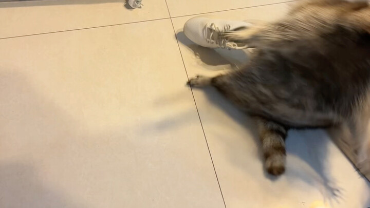 Rakun menggunakan gerakan berbaring beruntun.