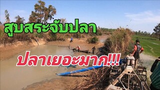 สูบสระจับปลา!!งานนี้บอกเลยปลาเยอะมาก