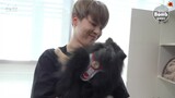 The members of BTS with the cute puppy