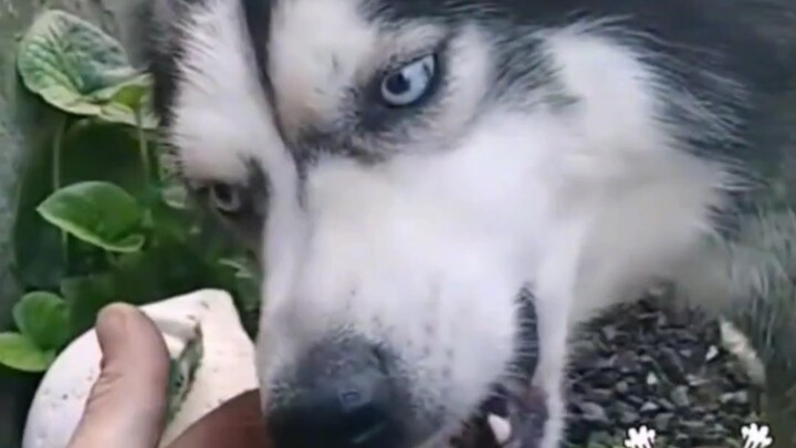 Con chó Husky này thuần chủng hay không?