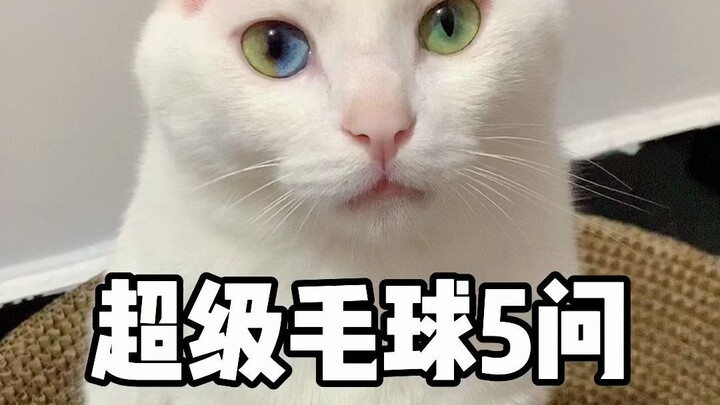 Những câu hỏi kỳ lạ về chú mèo này