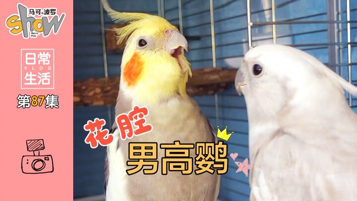 Even Teacher Wang Feng Can’t Save This Off-Key Parrot!