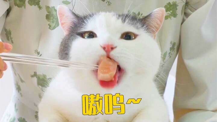 Kelinci seimut ini, tentu saja harus dilahap habis oleh kucing!