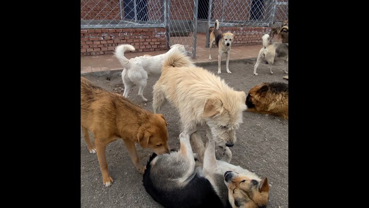 They say long-haired cats have a regal aura...