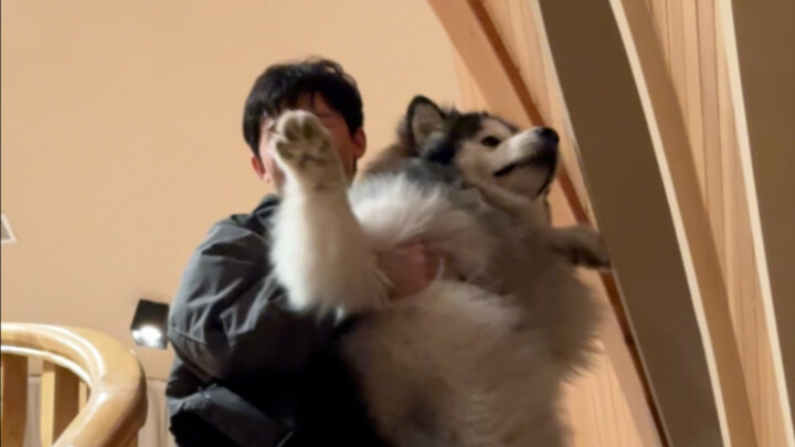 I’m raising a giant dog that’s too scared to go down the stairs...