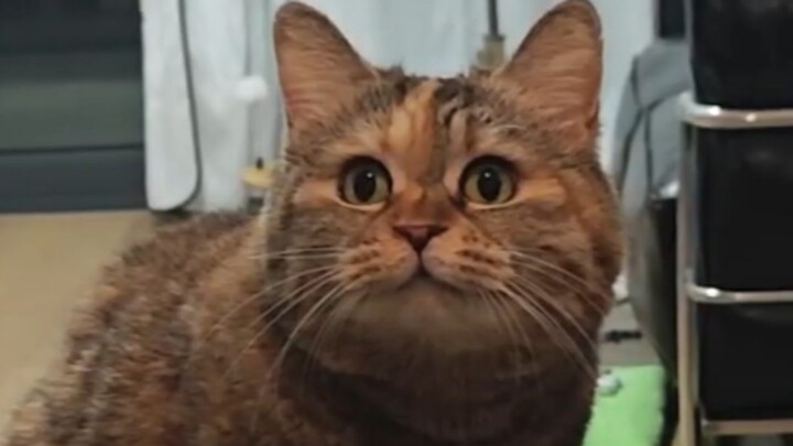 Thời gian ăn tối leng keng