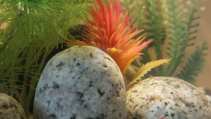 Aquarium Mini