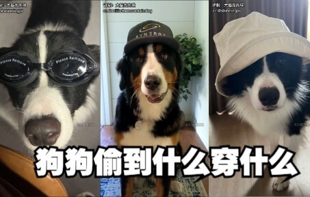 القاعدة الجديدة في بيوت مربي الكلاب: ما يسرقه الكلب، يرتديه!