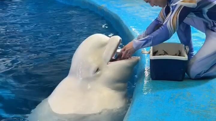 Paus Beluga: Si Putih yang Mirip Lumba-Lumba