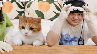 เกมดมกลิ่นและทายแมว! แฟนนอกใจแมว: เลิกกันแล้วมีบ้านแมว? [หัวฮัวฮัวกับแมวสามตัว]