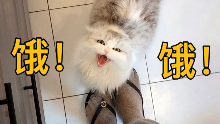 แมวตัวนี้ร้องโหยหวนจนใจสลายตั้งแต่เช้าจรดเย็นเพื่อขออาหาร สงสัยท้องมันเชื่อมถึงทะเลแล้วล่ะ คงเลี้ยงไ