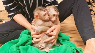 Both Lovely Lion & Sono Look Very Cool After Take The Bath, Mom Use Big Towel Dry Water For Them