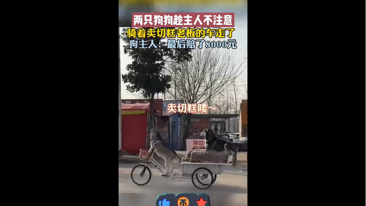 Anjing itu memanfaatkan ketidakhadiran pemiliknya untuk menaiki sepeda milik penjual kue beras, dan 