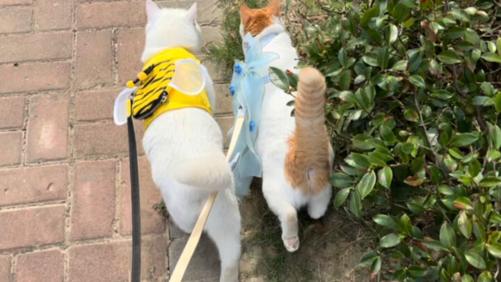 Memelihara dua kucing yang bisa diajak jalan-jalan benar‑benar memberi rasa prestasi yang luar biasa