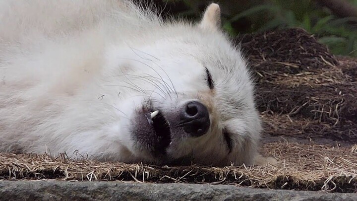 A day when the little wolf is playing badly, he lies down and responds to the howling of the wolf pa