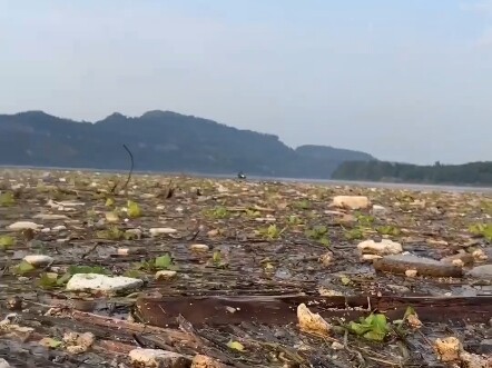 Teman-teman, tolong jangan sembarangan membuang sampah lagi, aku di sini diam-diam mendapatkan keunt