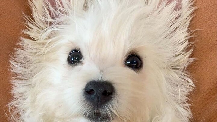 เสี่ยวไป๋กับสปาแบบดื่มด่ำ! การเปิดตัวสปาครั้งแรกของอวี้ตี้มาแล้ว!