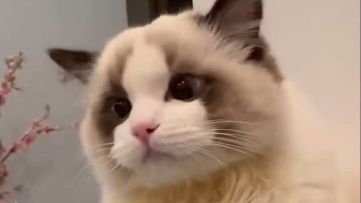 Who can resist how cute it is when a kitten stamps its feet?