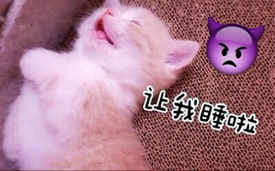 How bad-tempered is a little kitten when it’s woken up?