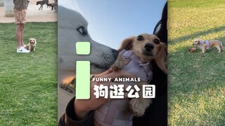 i狗出趟门只有一颗想回家的心