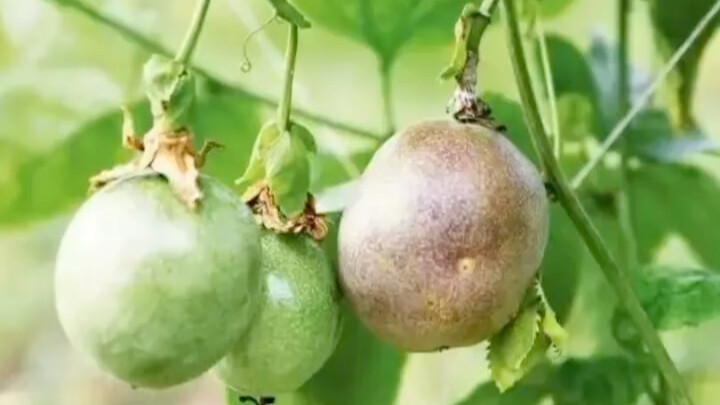 What should I do if the little tree I planted doesn’t bear fruit?