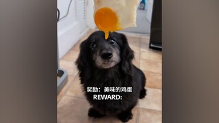 A dachshund named Oreo, a natural short-legged dancer and a foodie who'll do anything for a bite to 