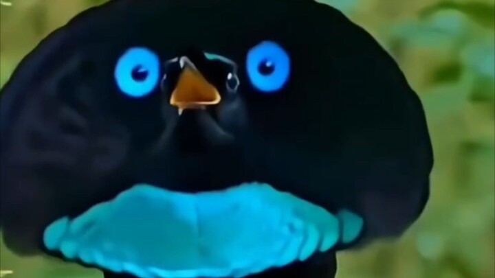 you never seen this bird