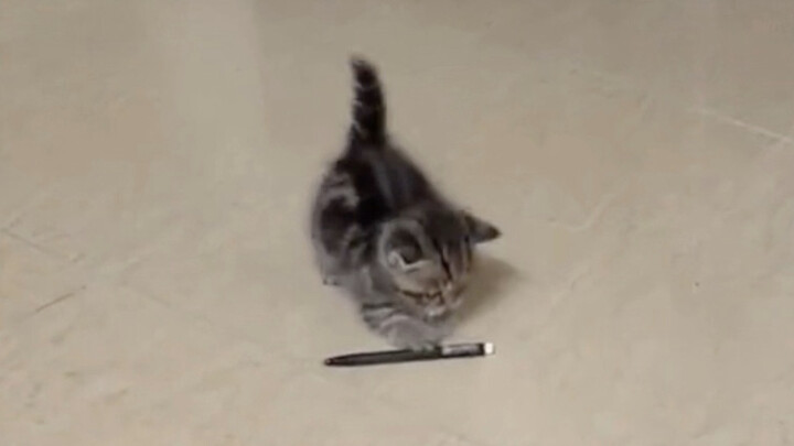 Một chú mèo nhỏ được bà ngoại bế về