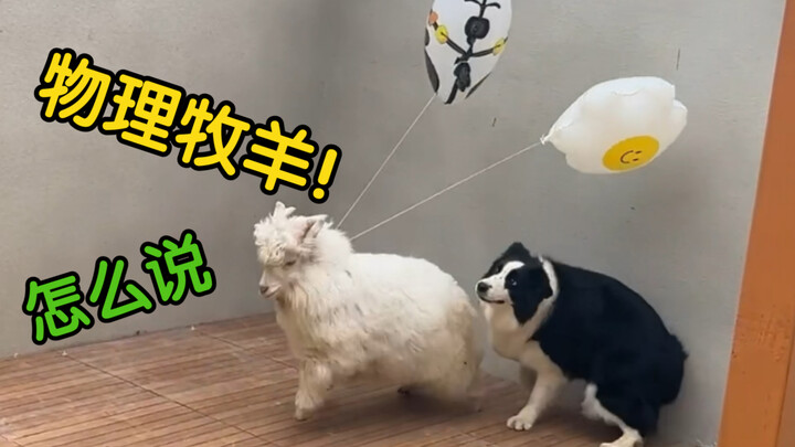 Akhirnya nemu cara jitu buat ngurus domba pakai Border Collie—tapi agak boros balon!