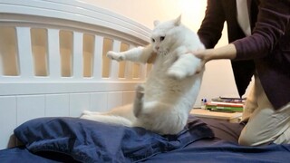Cat: I Will Stay with My Bed, Don't Seperate Us